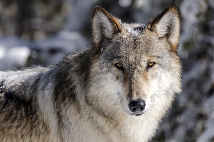 Wolf Population Idaho