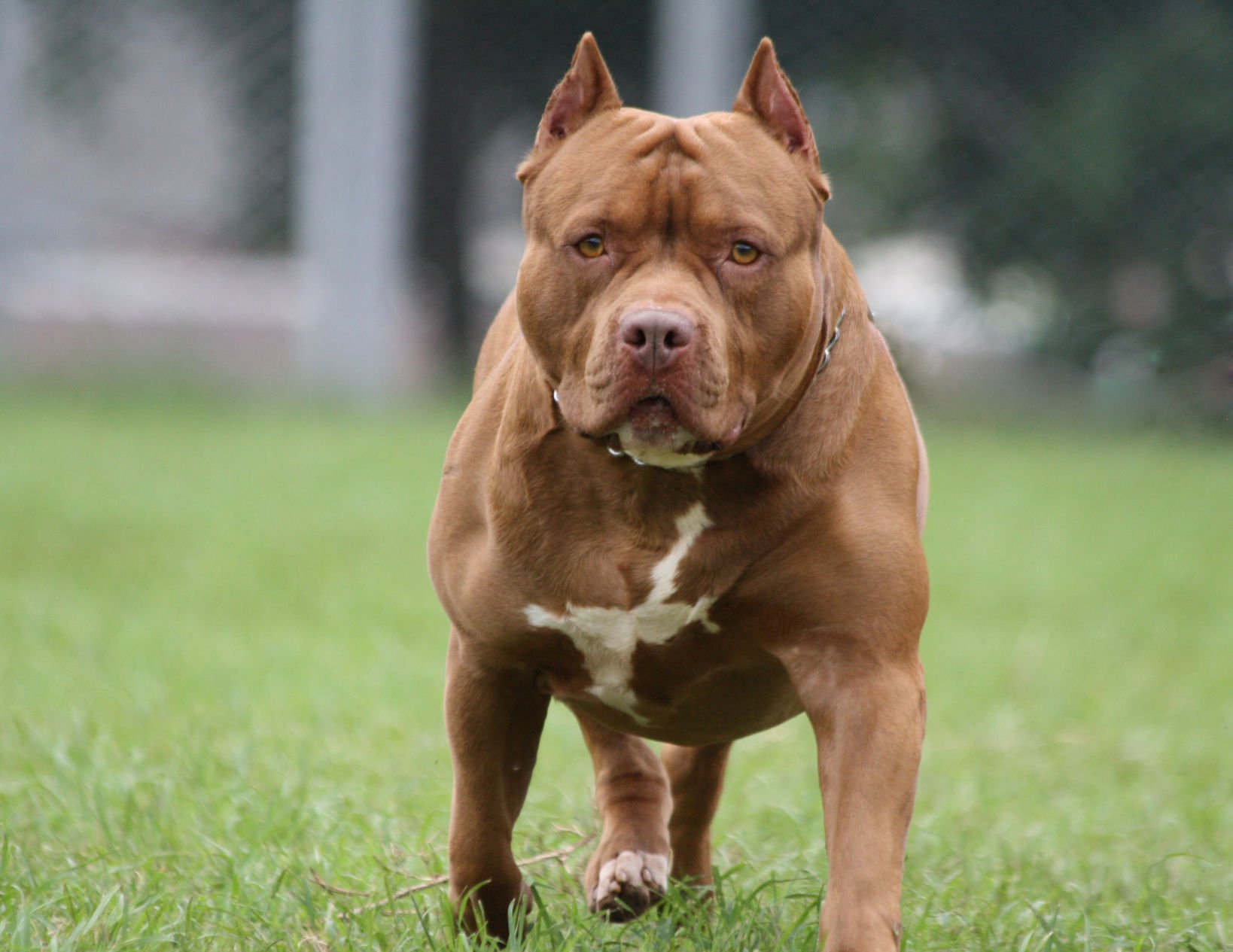 dog breeds that look like pit bulls