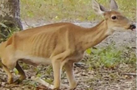 Robert Redfords Advocacy for Wildlife Conservation and the Role of Mountain Lions in CWD Control