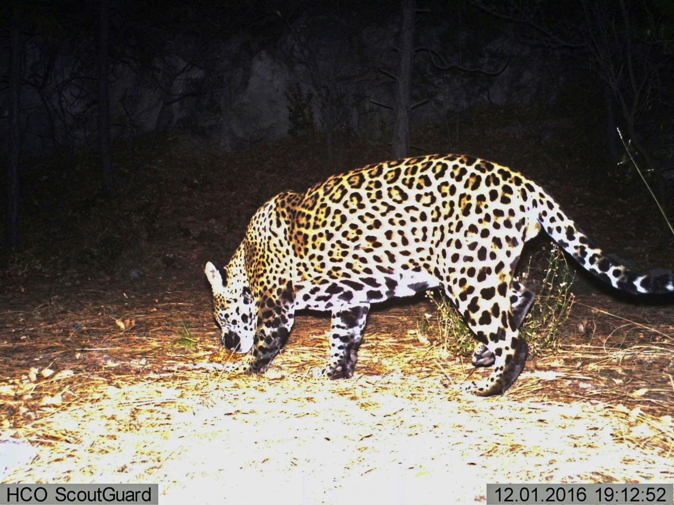 OUT WEST ROUNDUP | Clash over jaguar habitat back in court; Idaho gov