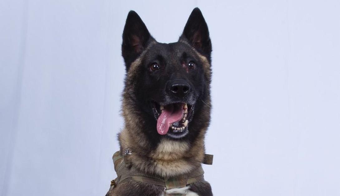 The Ultimate Fighter Trump Honors Conan Dog Injured In Baghdadi