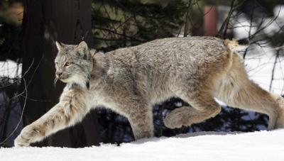 Colorado Wildlife Officials Confident Lynx Will Survive If