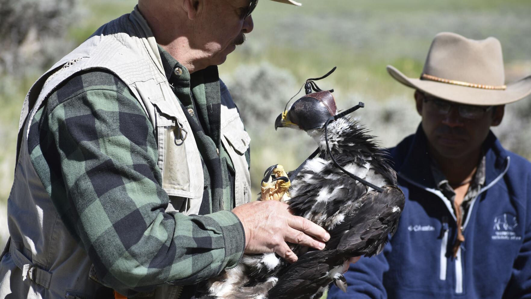 OUT WEST ROUNDUP | US proposal would permit eagle deaths as renewables  expand | News | coloradopolitics.com