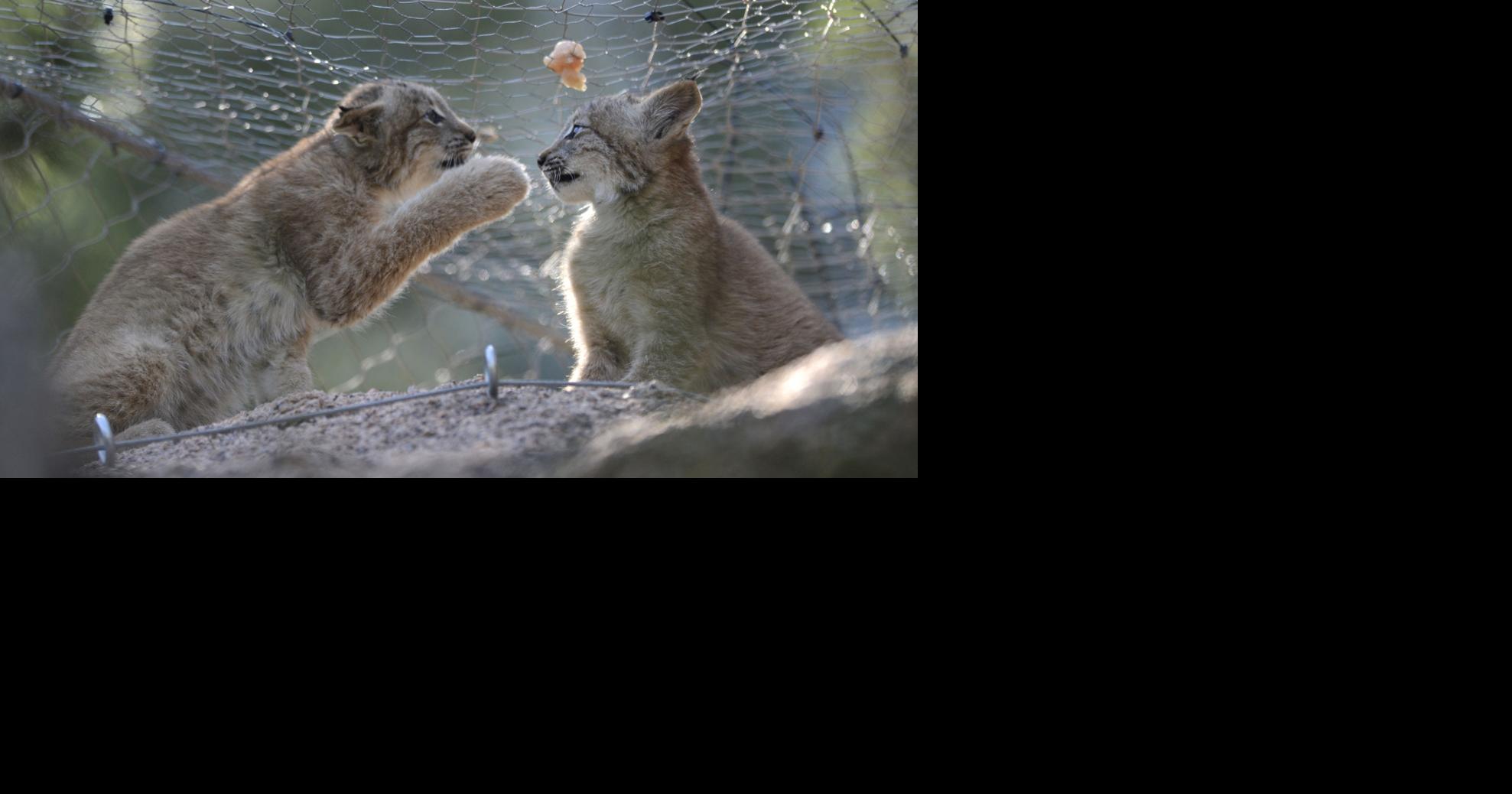 Zoo unveils new lynx kittens Life