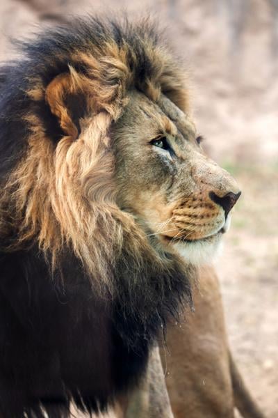African lion_Abuto_KeriD_04.01.20-4.jpg