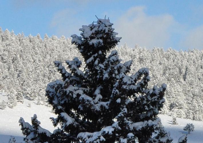 Want a Pikes Peak Christmas tree? Permits to go on sale Life