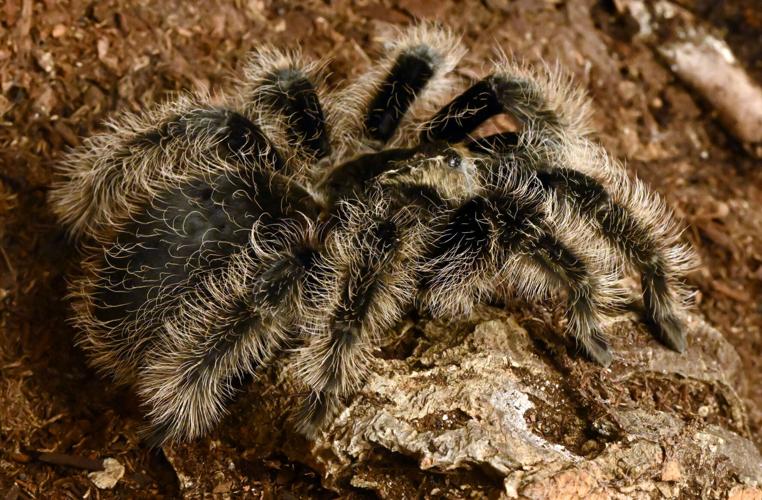 How a Colorado Springs woman dispelled her arachnophobia, fell in love