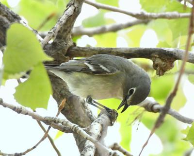 Pikes Peak Birding and Nature Festival