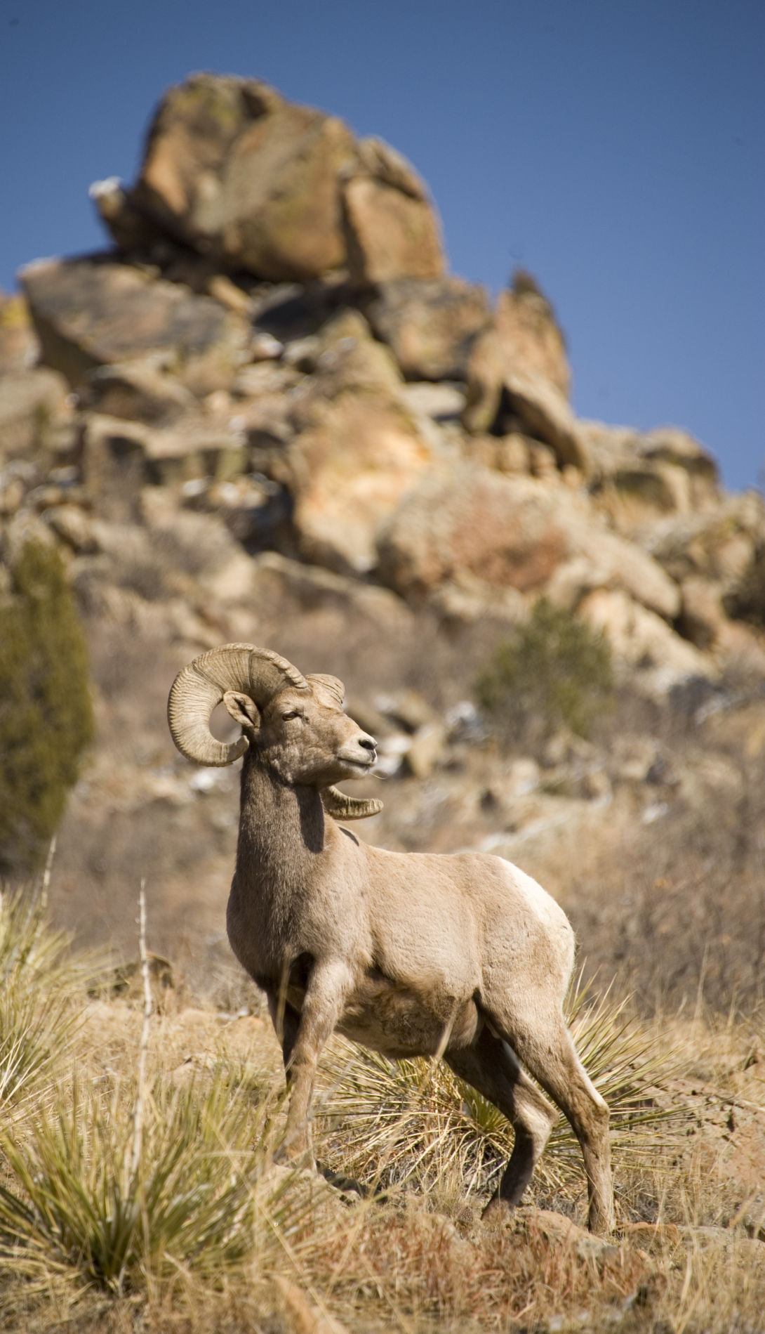 Colorado Springs named one of 'America's Rudest Cities' | Life