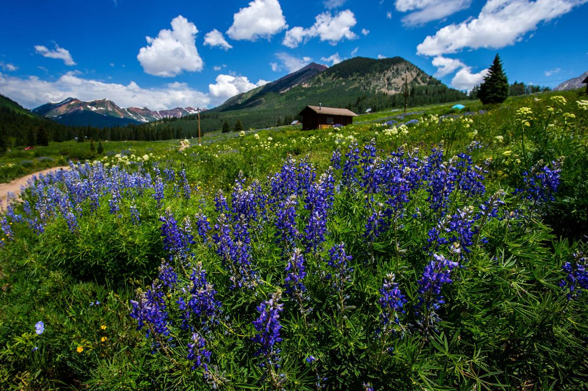 'Wildflower capital' of Colorado hosts Crested Butte Wildflower