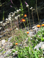 2026 Mt. Hood National Forest Integrated Weed Management Program
