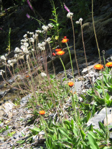 2026 Mt. Hood National Forest Integrated Weed Management Program image 1