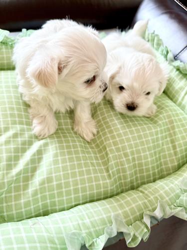 Adorable quality AKC Maltese Puppies image 4