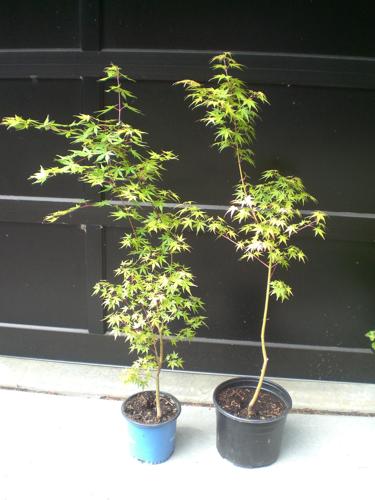 maple trees image 1