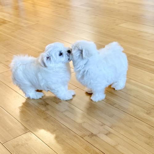 Adorable quality AKC Maltese Puppies image 7