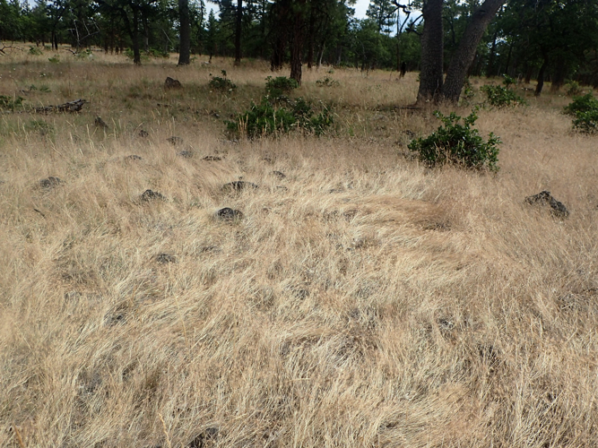 2026 Mt. Hood National Forest Integrated Weed Management Program image 3