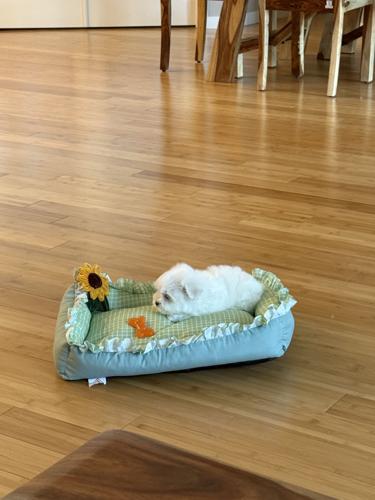Adorable quality AKC Maltese Puppies image 8
