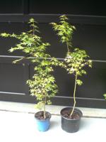 Maple Trees