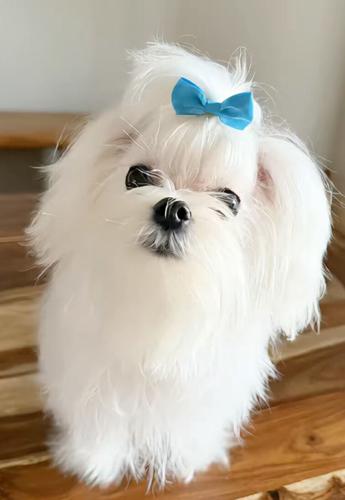 Adorable quality AKC Maltese Puppies image 5