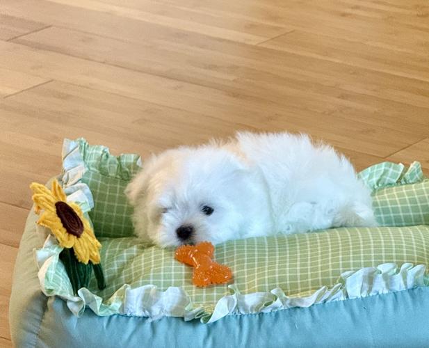 Adorable quality AKC Maltese Puppies image 2