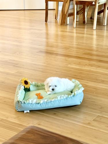 Adorable quality AKC Maltese Puppies image 9