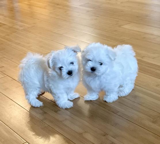 Adorable quality AKC Maltese Puppies image 6