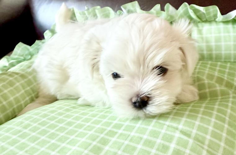 Adorable quality AKC Maltese Puppies image 3