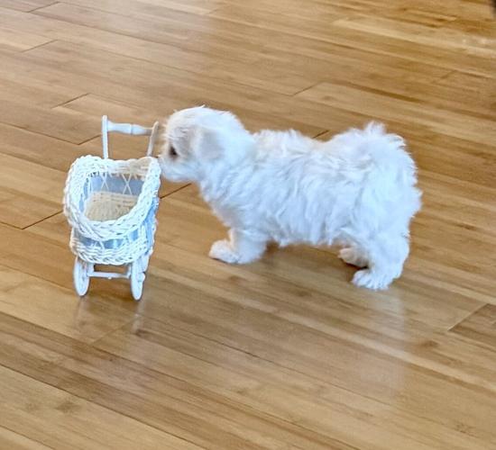 Adorable quality AKC Maltese Puppies image 10