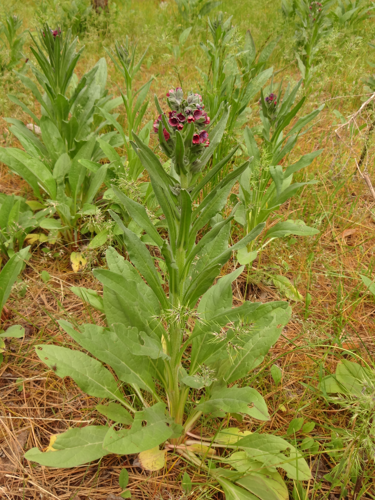 2026 Mt. Hood National Forest Integrated Weed Management Program image 2
