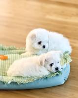 Adorable quality AKC Maltese Puppies