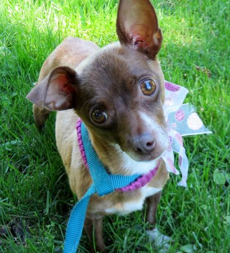Pet of the Week: Claire is ‘crazy girl’