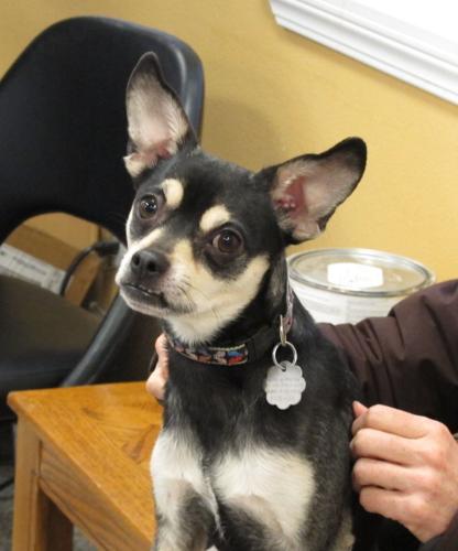 Pet of the week: Jax is ‘happy, happy, happy’