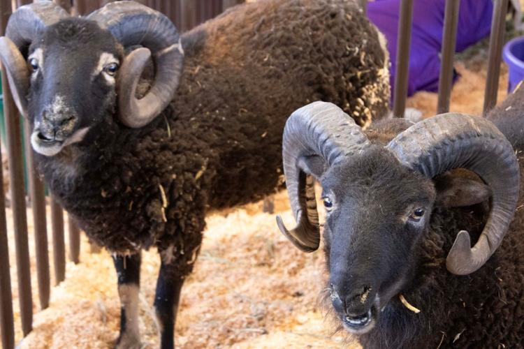 Klickitat County Fair and Rodeo