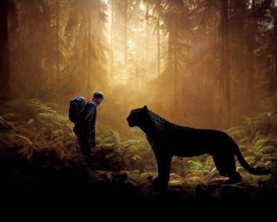 Ape Cat art