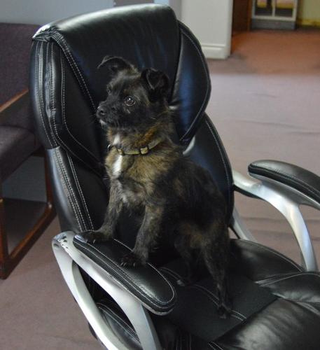 Going to the dogs: Hood River’s dog-friendly vibe doesn’t end at the office