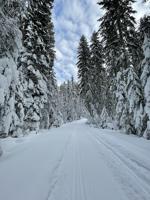 Christmas tree permits available in the Gorge