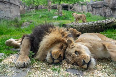 Oregon Zoo lions