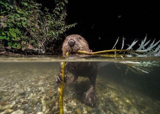 Beaver Power! Sense of Place Nov. 15: Exploring the intricate relationship  between humans and beavers in the Pacific Northwest, where research reveals  beavers as potential environmental allies. | Gorge Life |  columbiagorgenews.com