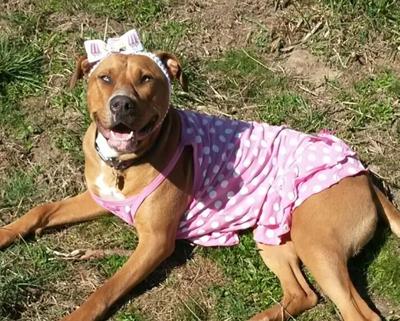 Pet of the Week: Miss Susie is shelter favorite, but ready for her new home