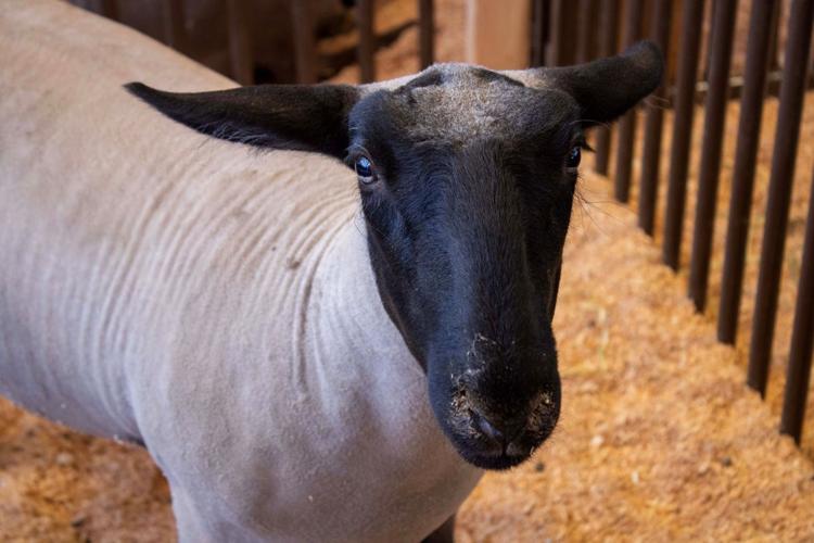 Klickitat County Fair and Rodeo