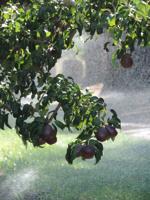 Regional pear harvest outlook rosier than expected