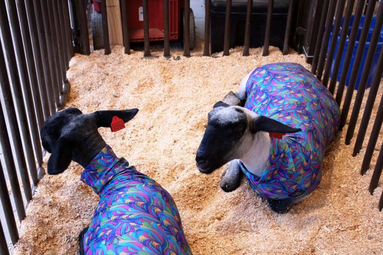 Klickitat County Fair and Rodeo