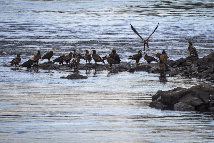 Eaglewatch rock cropping