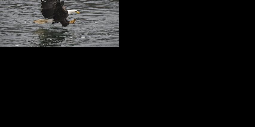 Winter draws eagles — and visitors — to The Dalles Dam