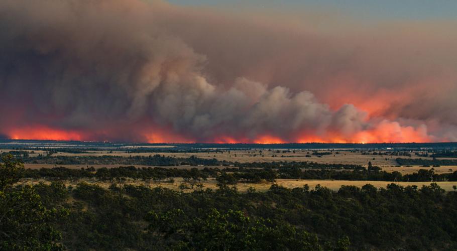 Grasshopper Fire