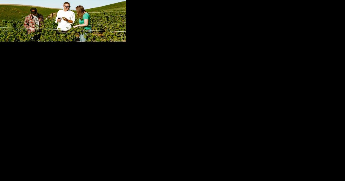 Martin wins vineyard lawsuit against Babikian - Vimarsana News