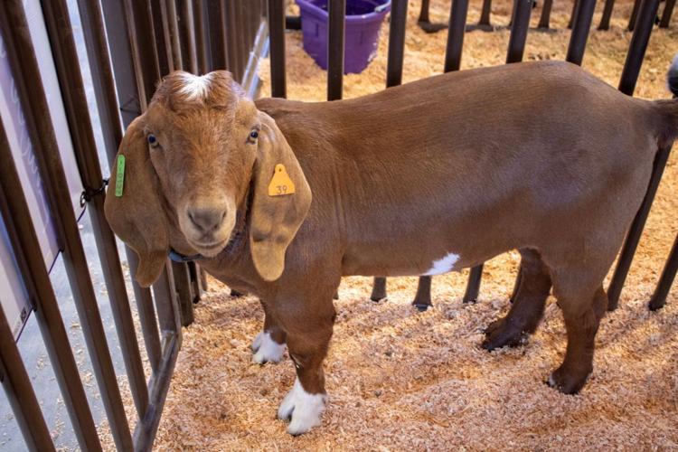 Klickitat County Fair and Rodeo
