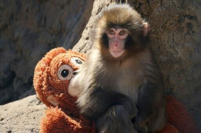 Punch the baby monkey isn't being bullied: Japan zoo