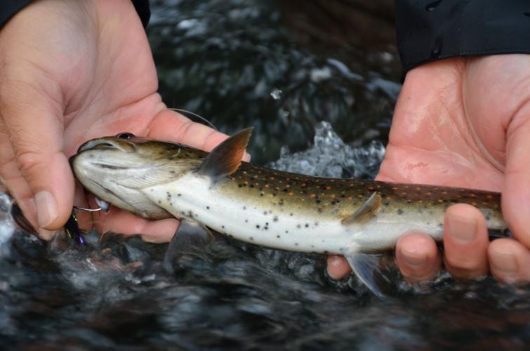 The Damned Deschutes 4.JPG