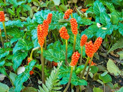 A9 April weed of the month 1.jpg